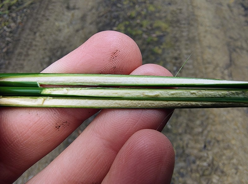 Juncus bassianus photo 4