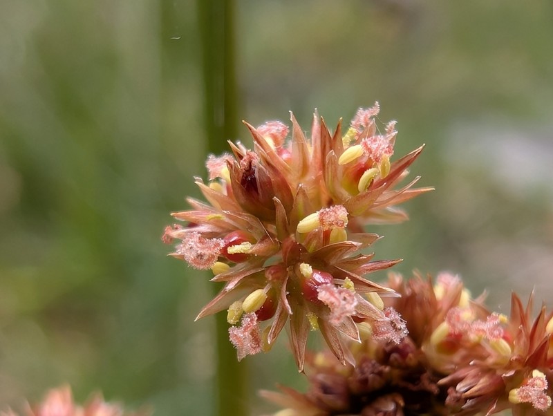 Juncus bassianus photo 5