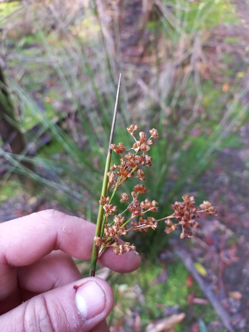 Juncus bassianus photo 6