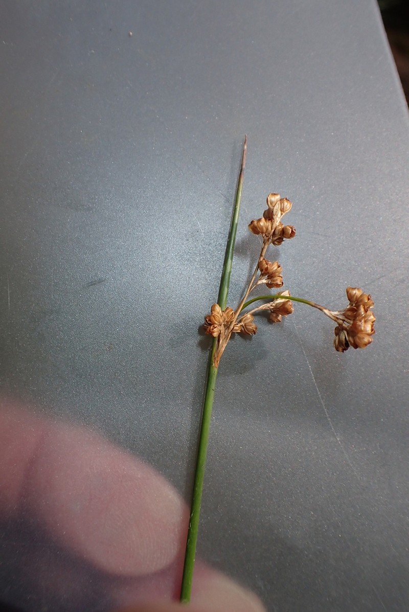 Juncus bassianus photo 7