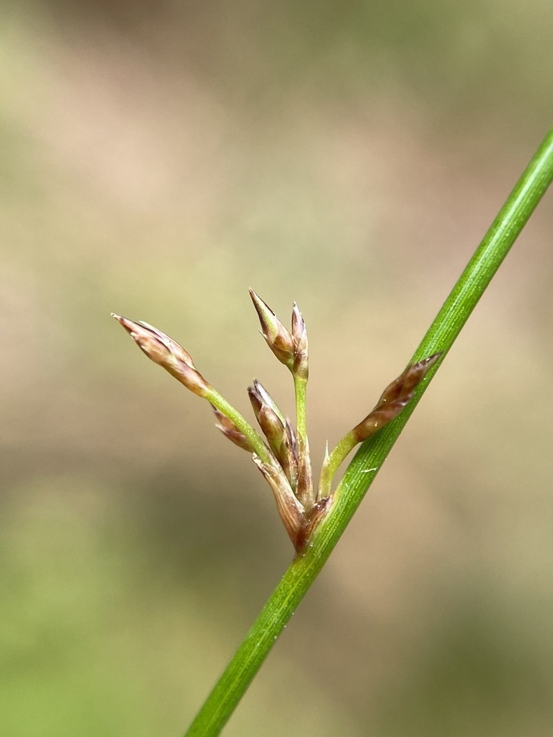 Juncus bassianus photo 8