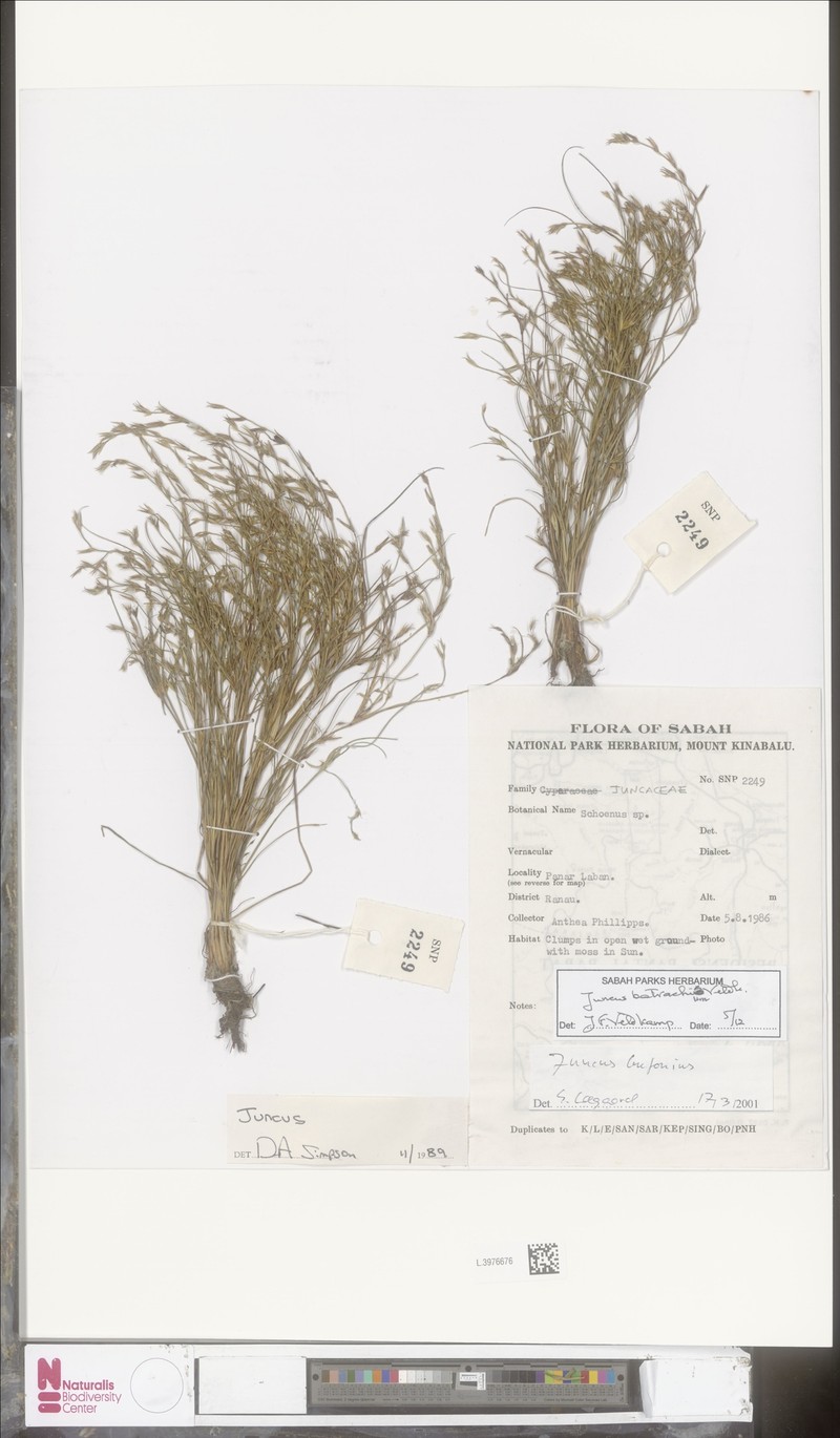 Juncus batrachium