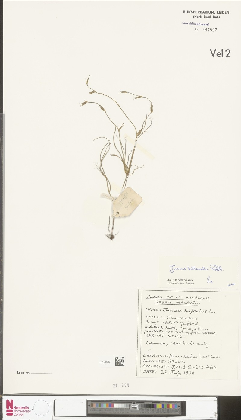 Juncus batrachium photo 2