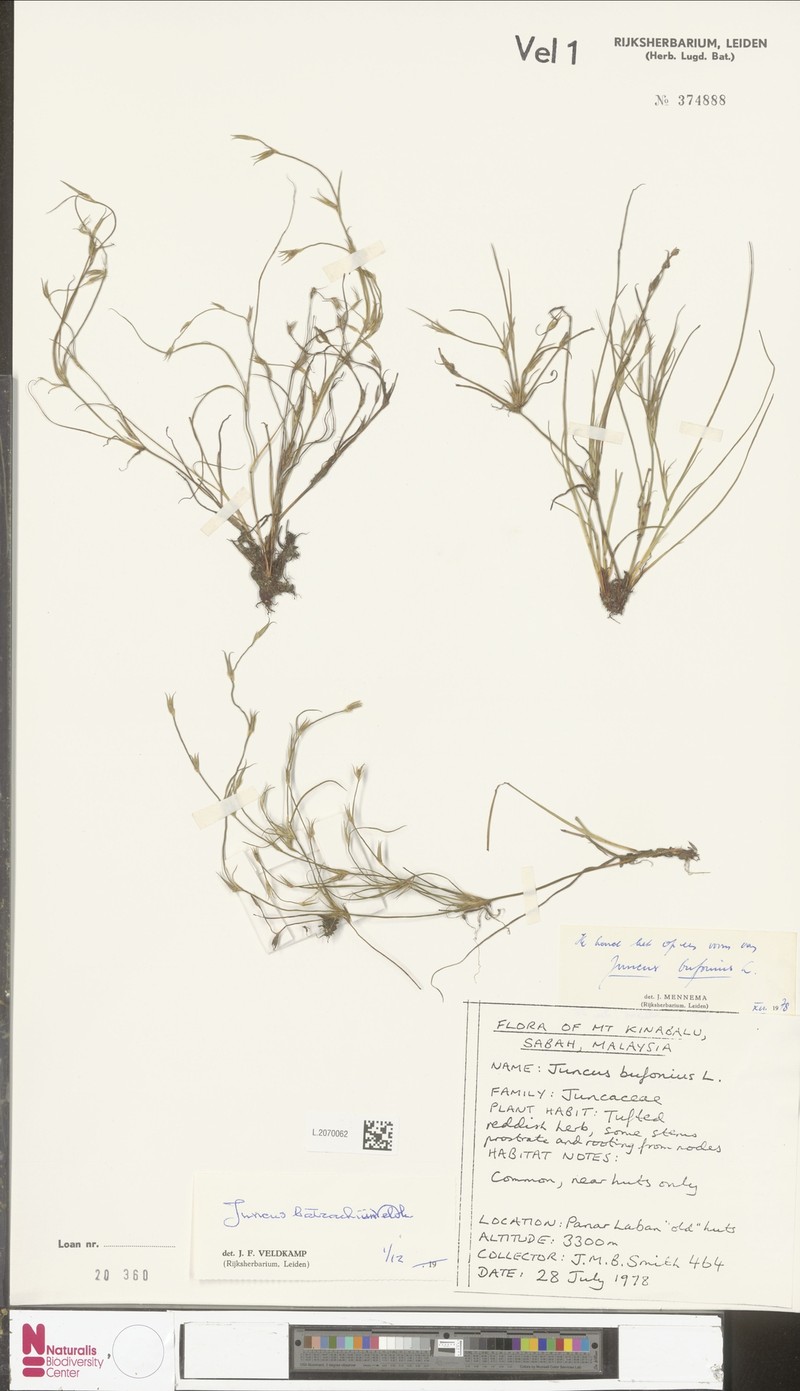 Juncus batrachium photo 3
