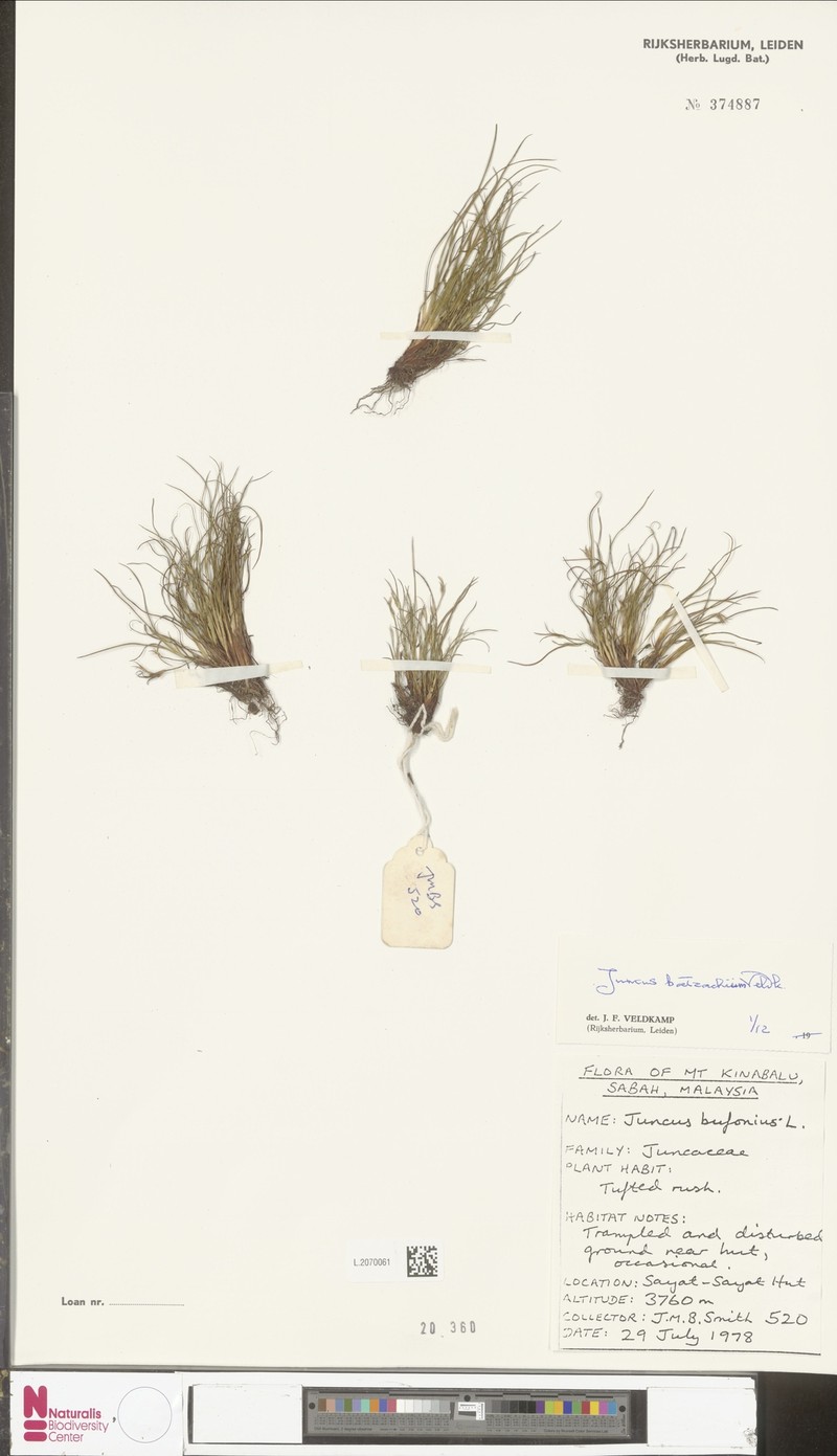 Juncus batrachium photo 4