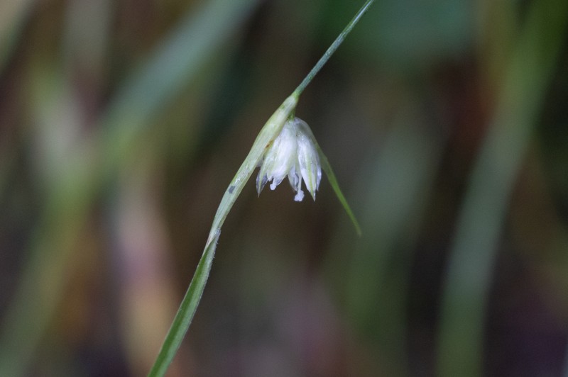 Juncus benghalensis photo 2