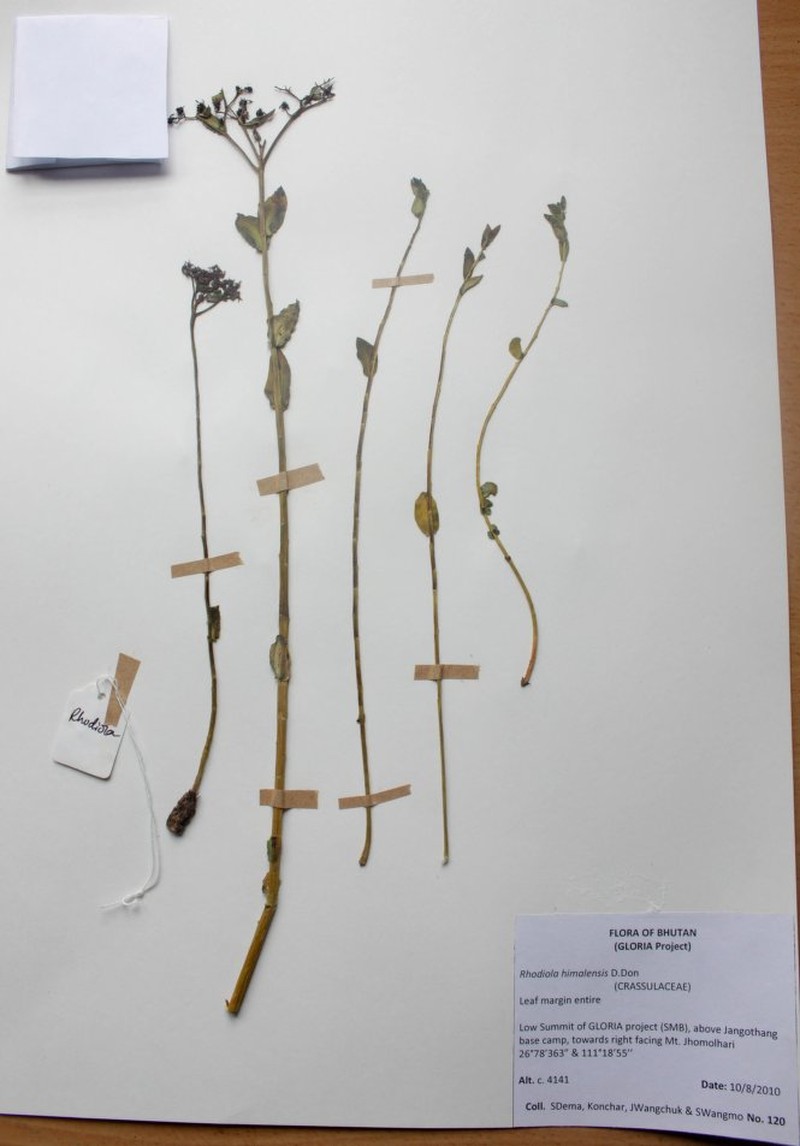 Juncus benghalensis photo 3