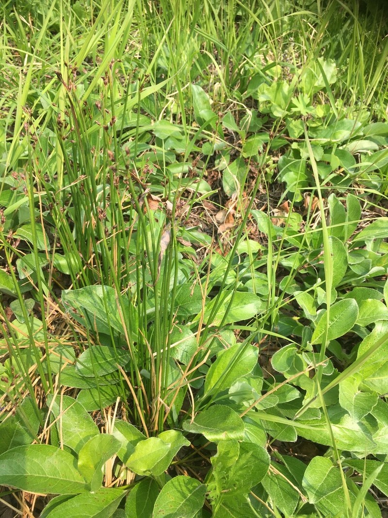 Juncus beringensis