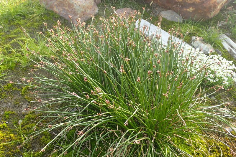 Juncus beringensis photo 2