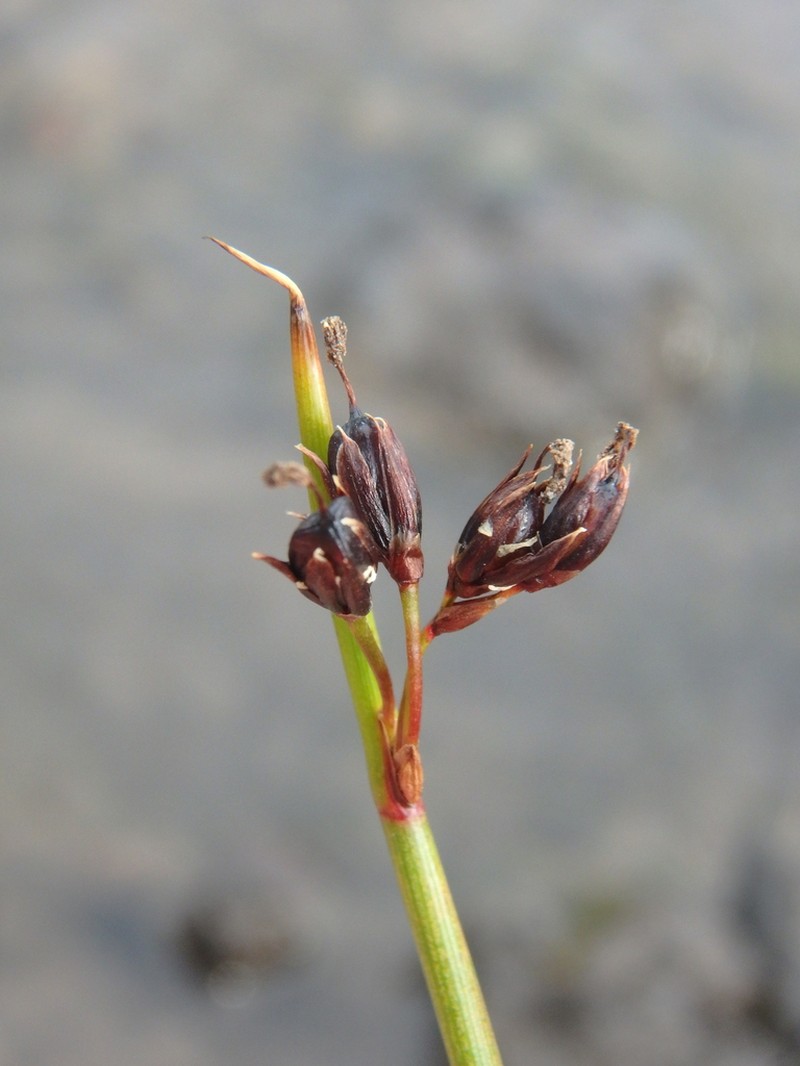 Juncus beringensis photo 3