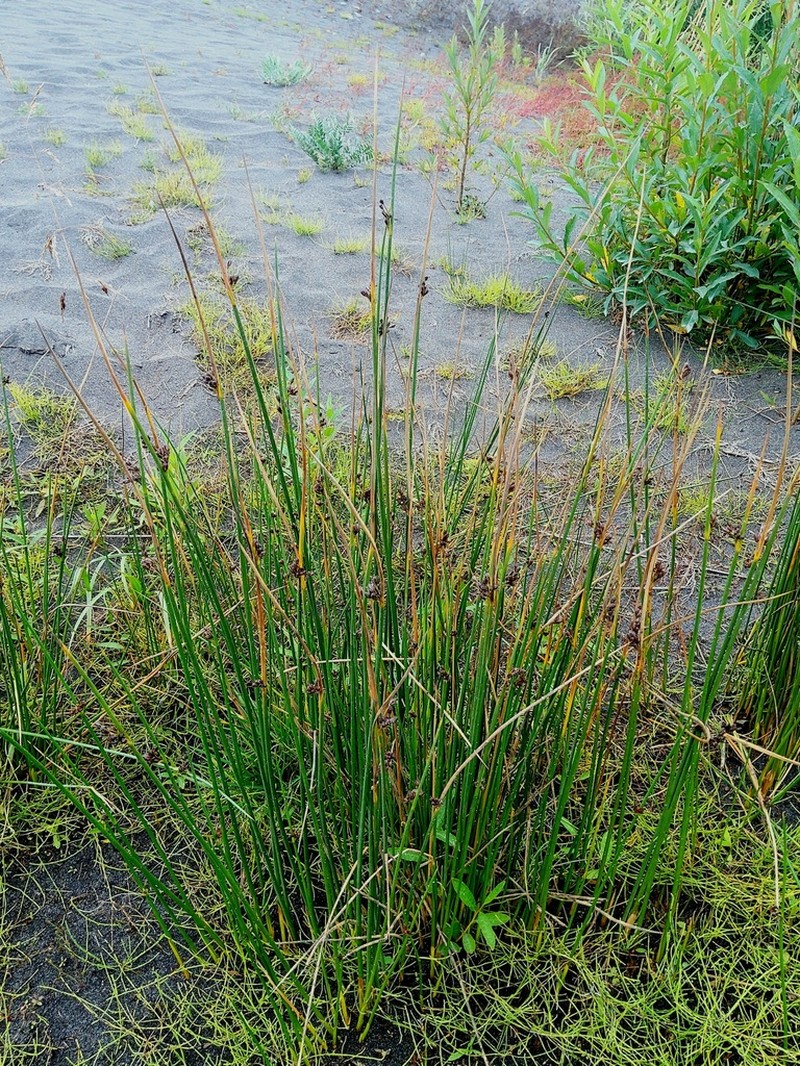 Juncus beringensis photo 4