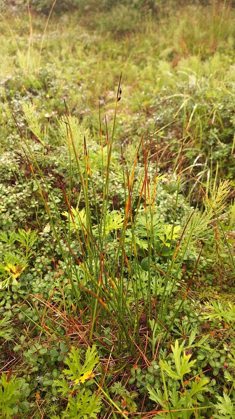 Juncus beringensis photo 5