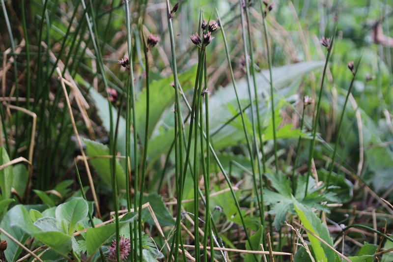 Juncus beringensis photo 6