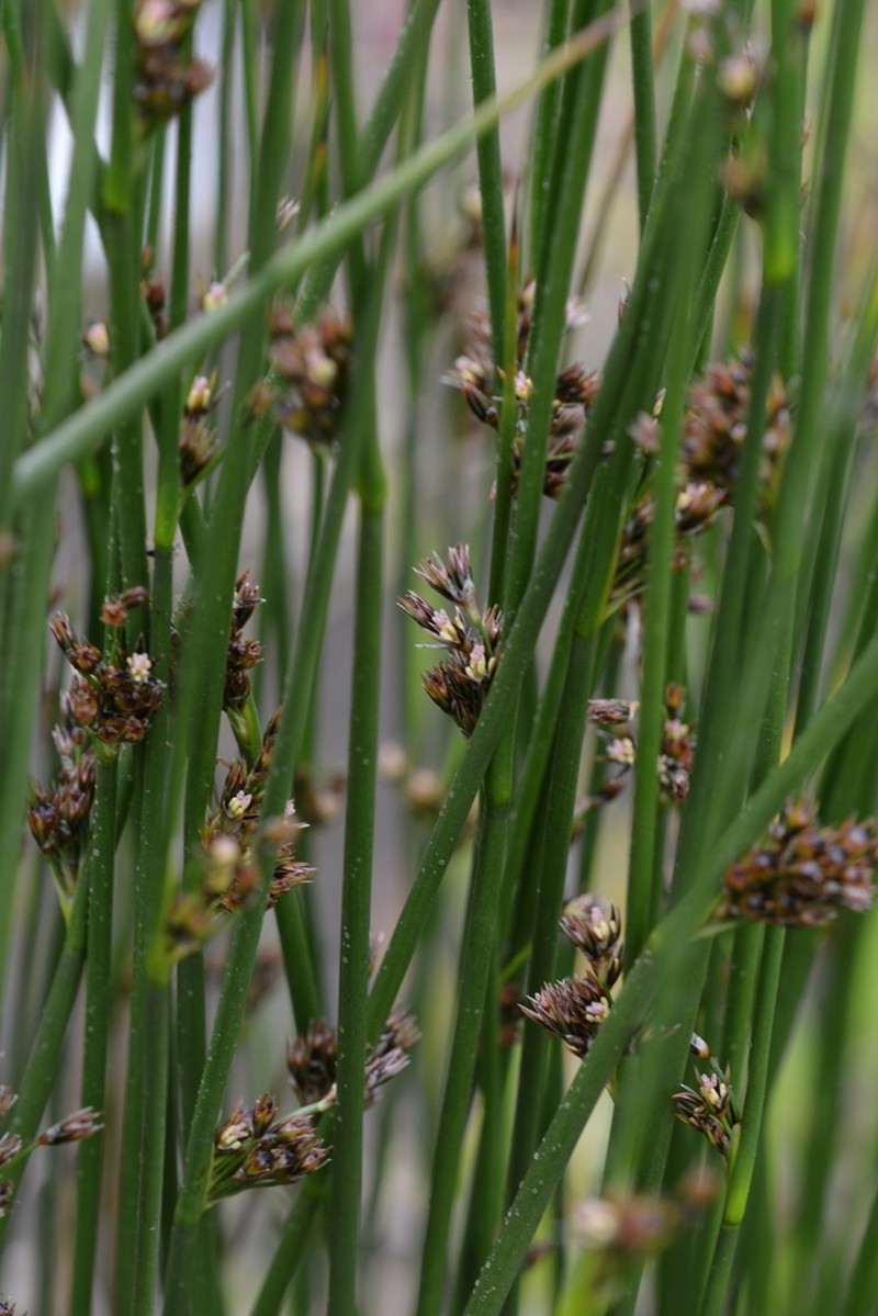 Juncus beringensis photo 7