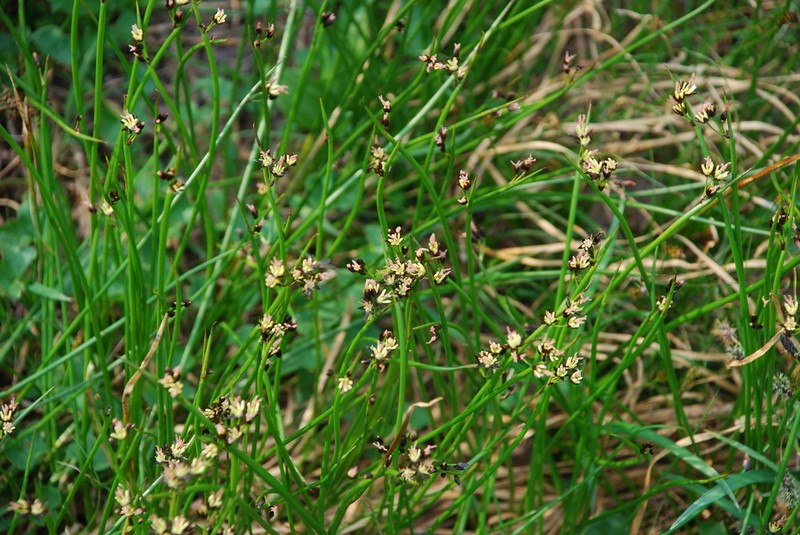 Juncus beringensis photo 8