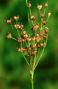 Bog Rush