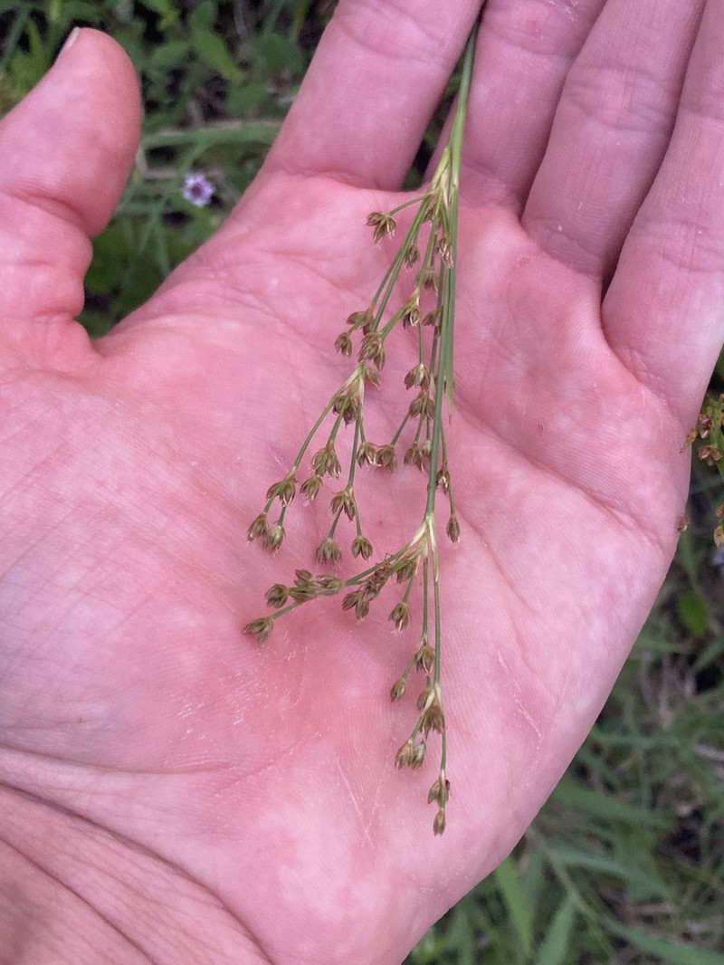 Bog Rush photo 3