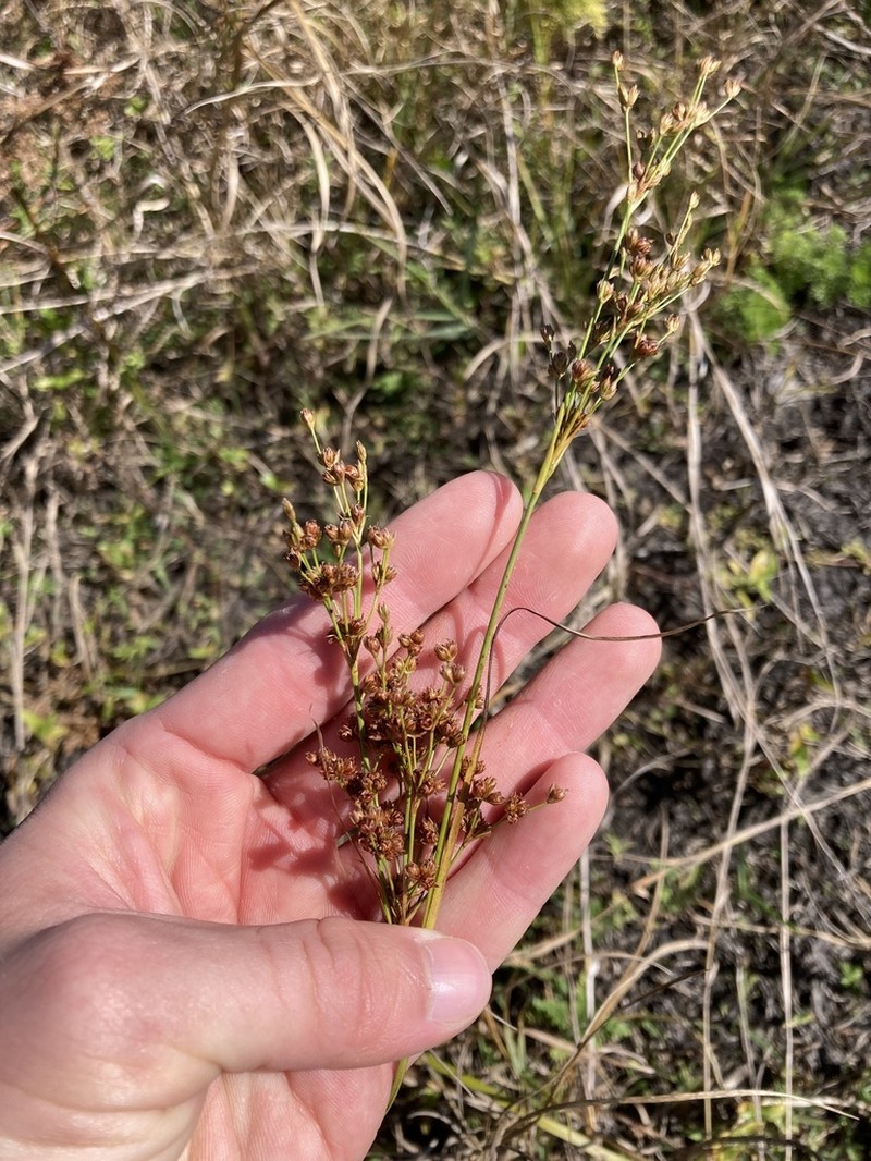 Bog Rush photo 4