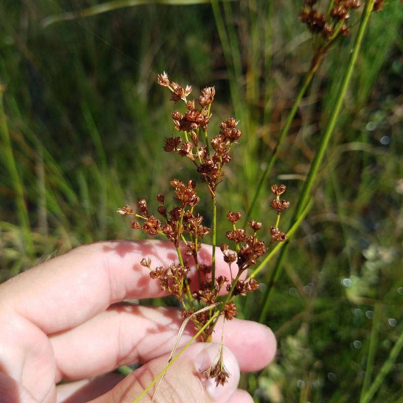 Bog Rush photo 5
