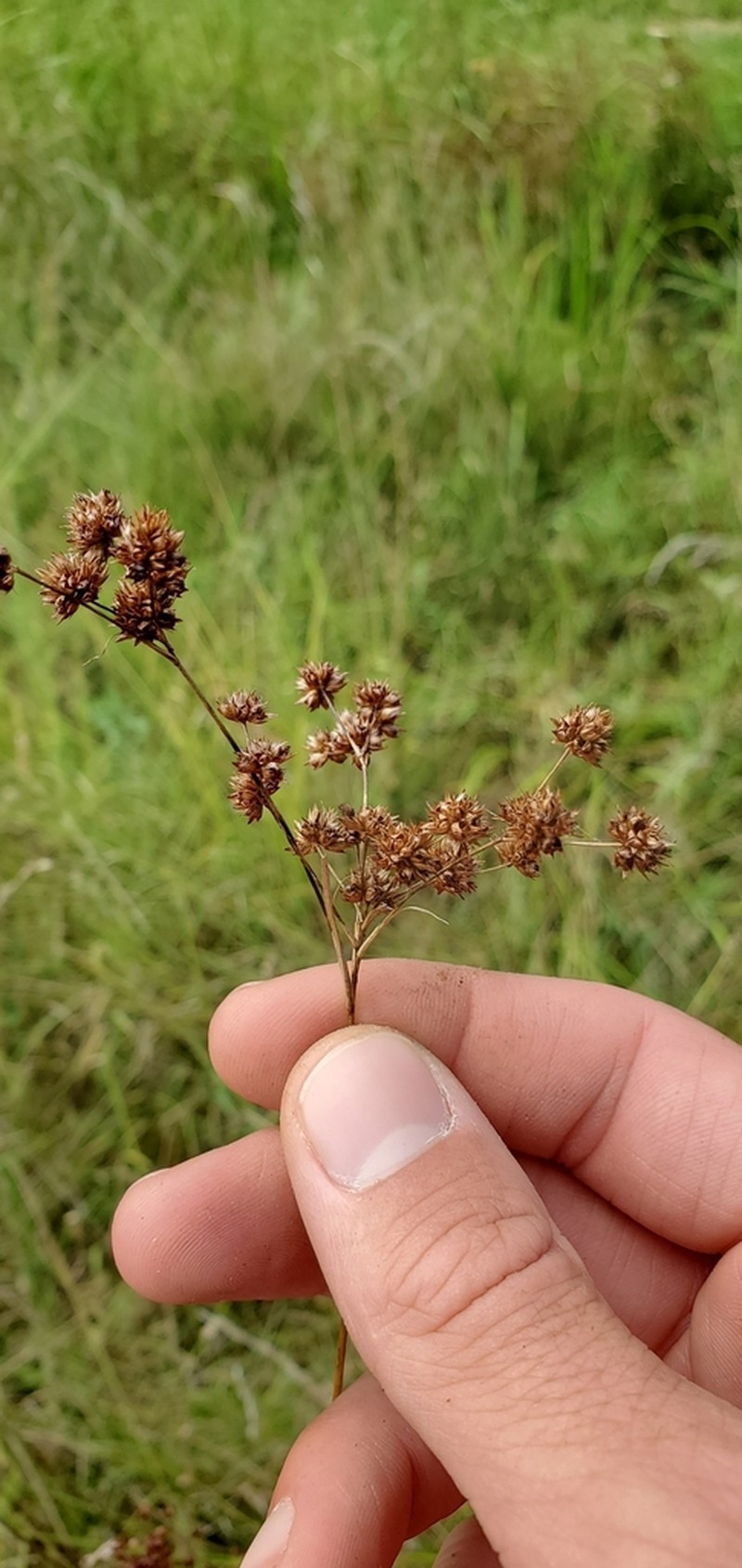 Bog Rush photo 6