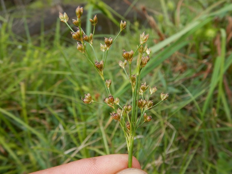 Bog Rush photo 7