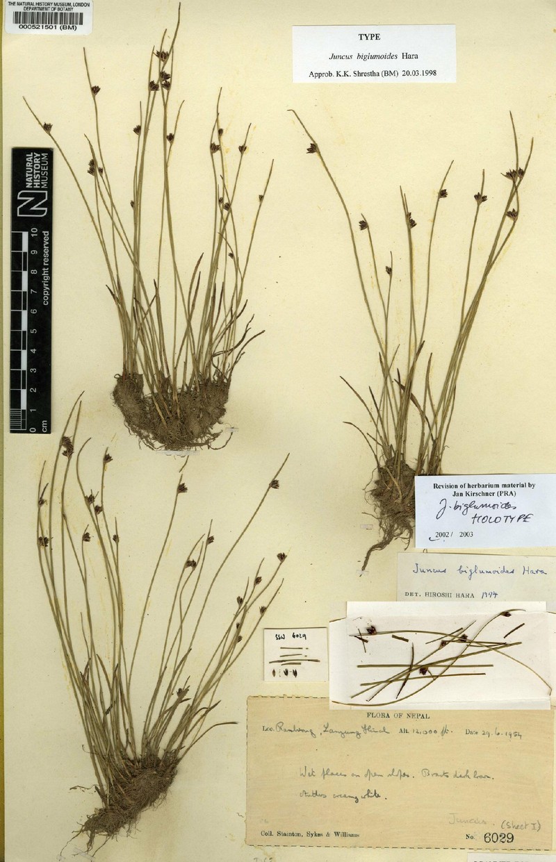 Juncus biglumoides