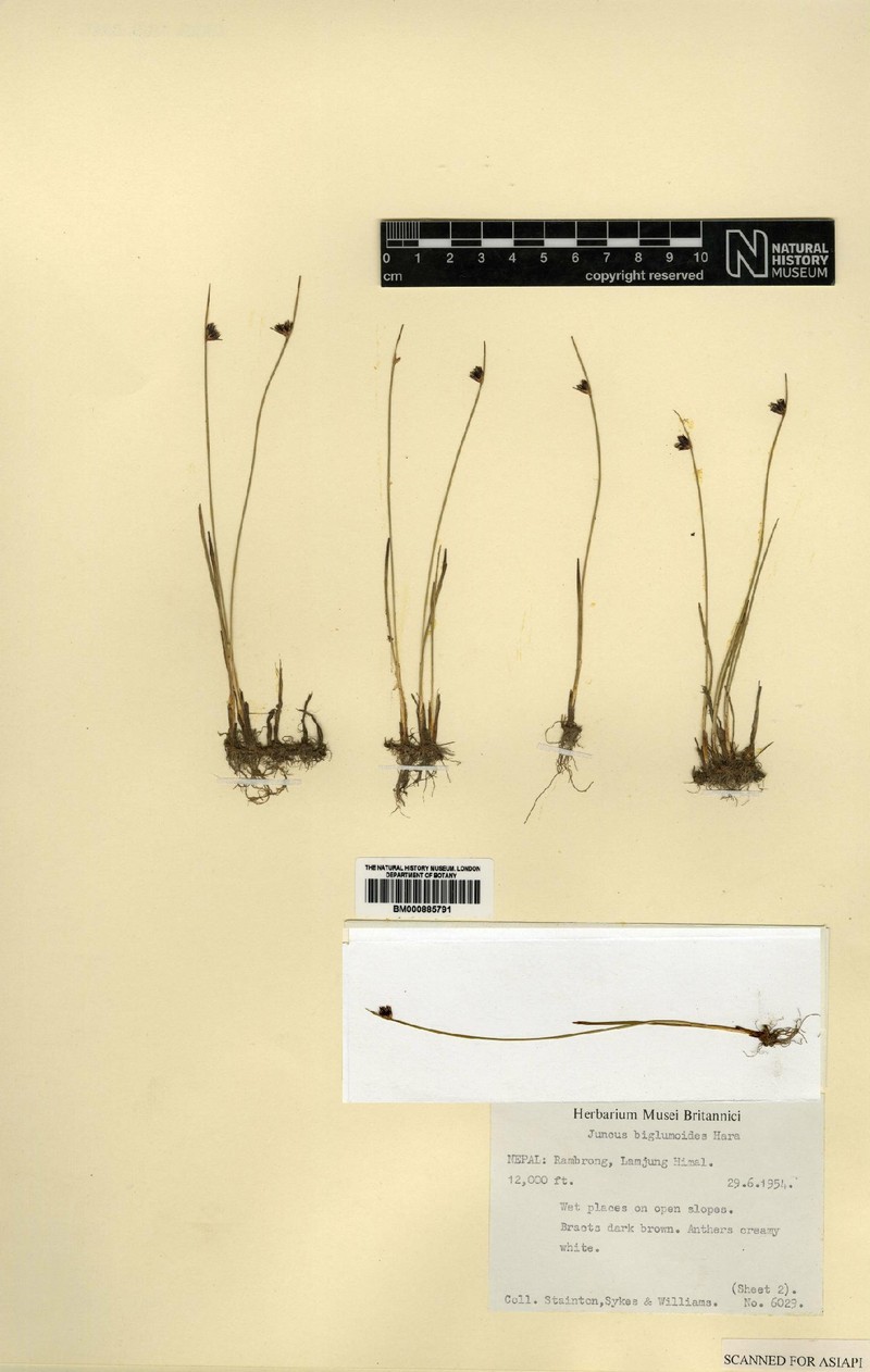 Juncus biglumoides photo 2