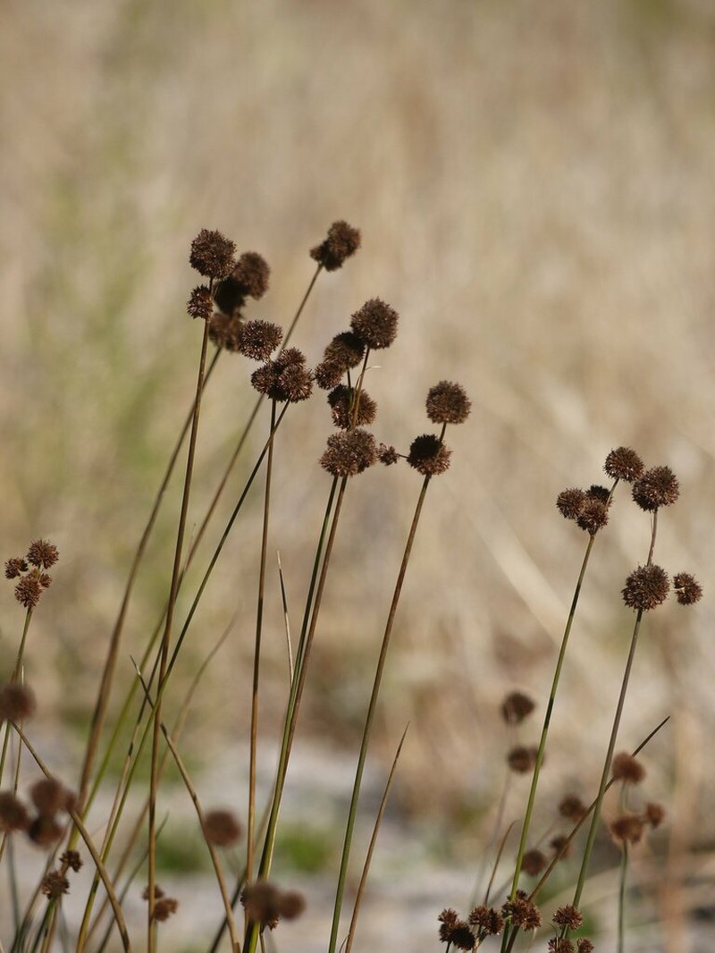 Bolander's Rush photo 5