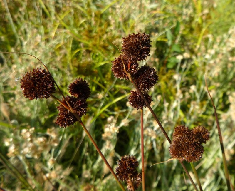 Bolander's Rush photo 8