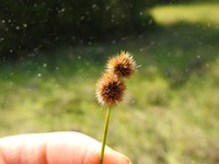 Whiteroot Rush