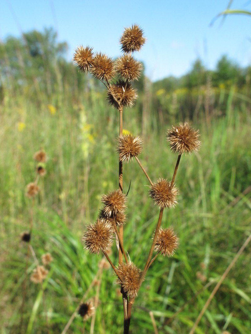Whiteroot Rush photo 3