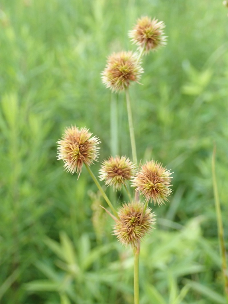 Whiteroot Rush photo 4