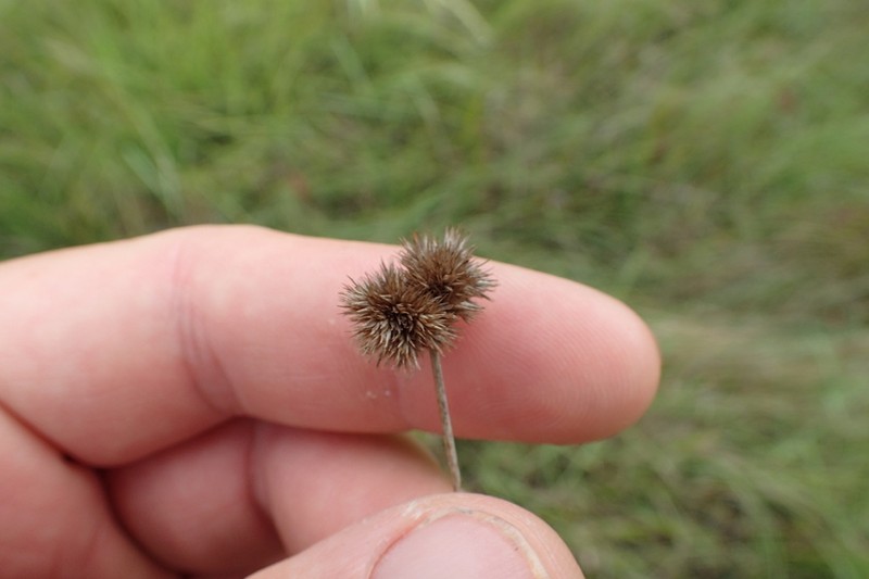 Whiteroot Rush photo 5
