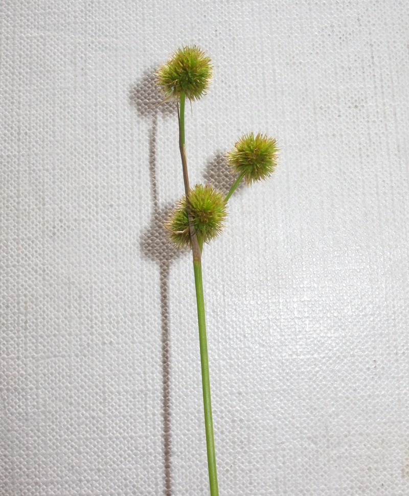 Whiteroot Rush photo 6