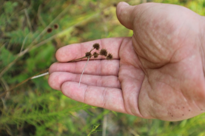 Whiteroot Rush photo 7