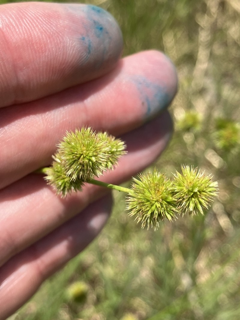Whiteroot Rush photo 8