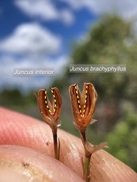 Tuftedstem Rush
