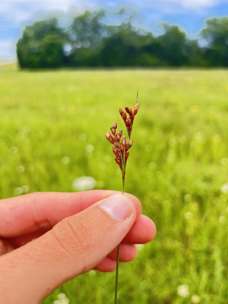 Tuftedstem Rush photo 2