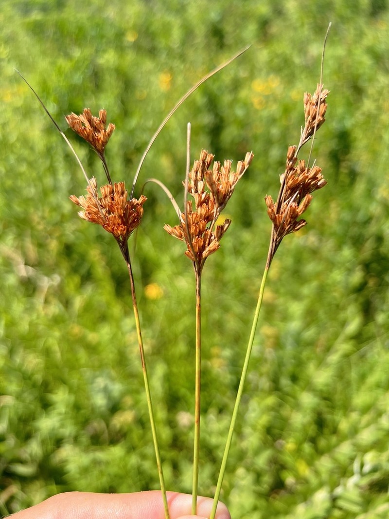 Tuftedstem Rush photo 3
