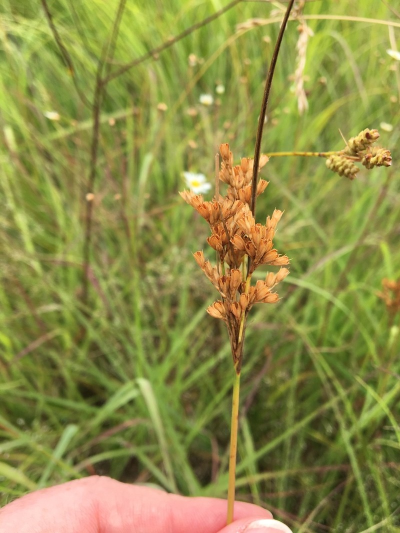 Tuftedstem Rush photo 4