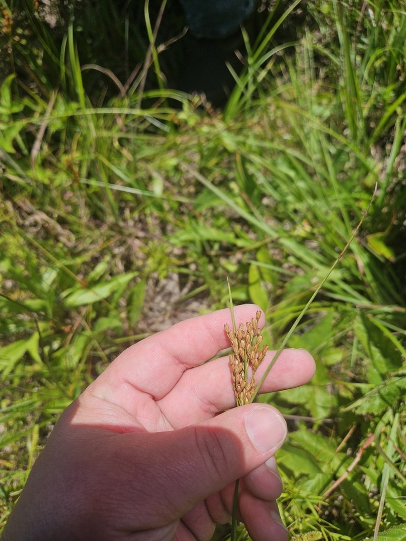 Tuftedstem Rush photo 5