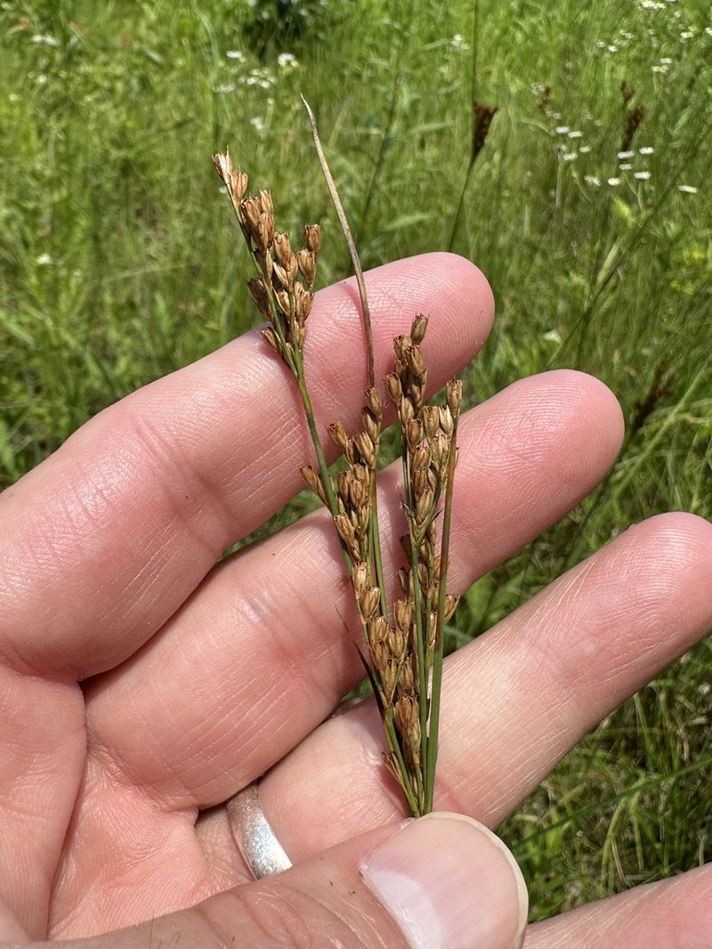 Tuftedstem Rush photo 6