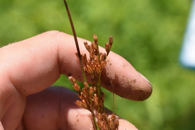 Tuftedstem Rush photo 7