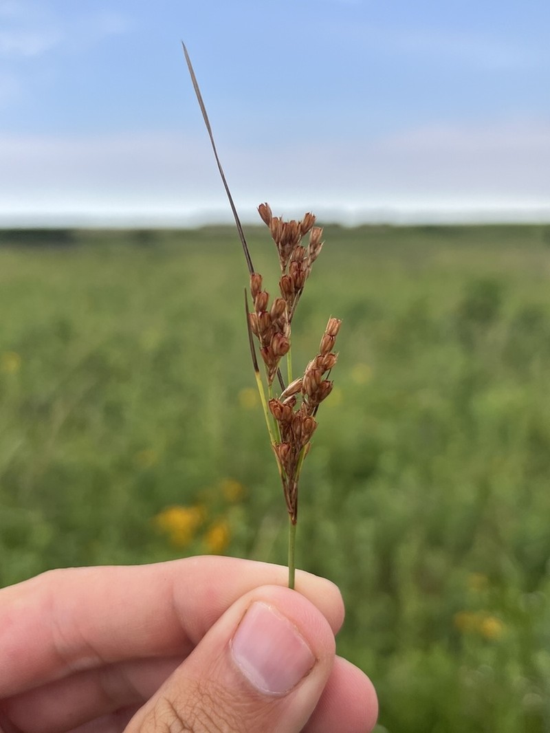 Tuftedstem Rush photo 8