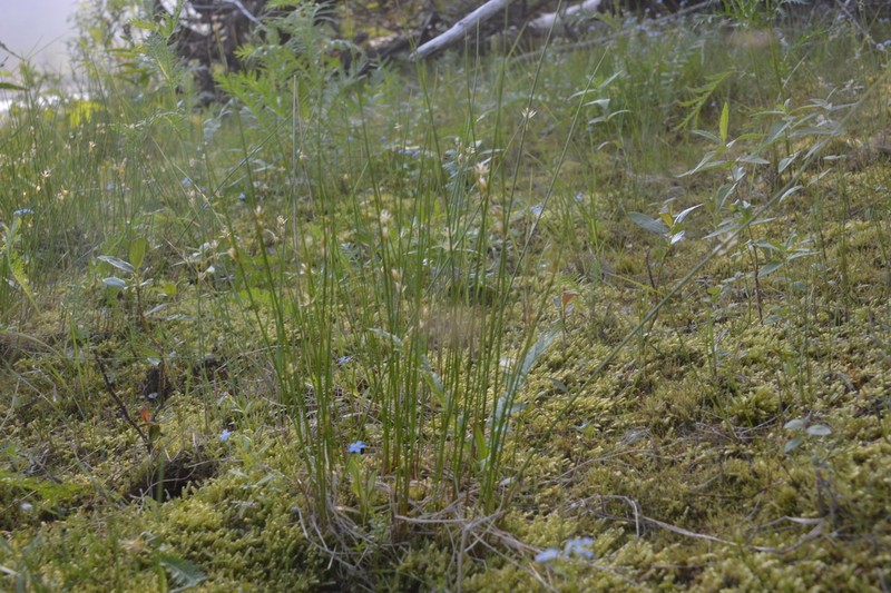 Juncus brachyspathus photo 2