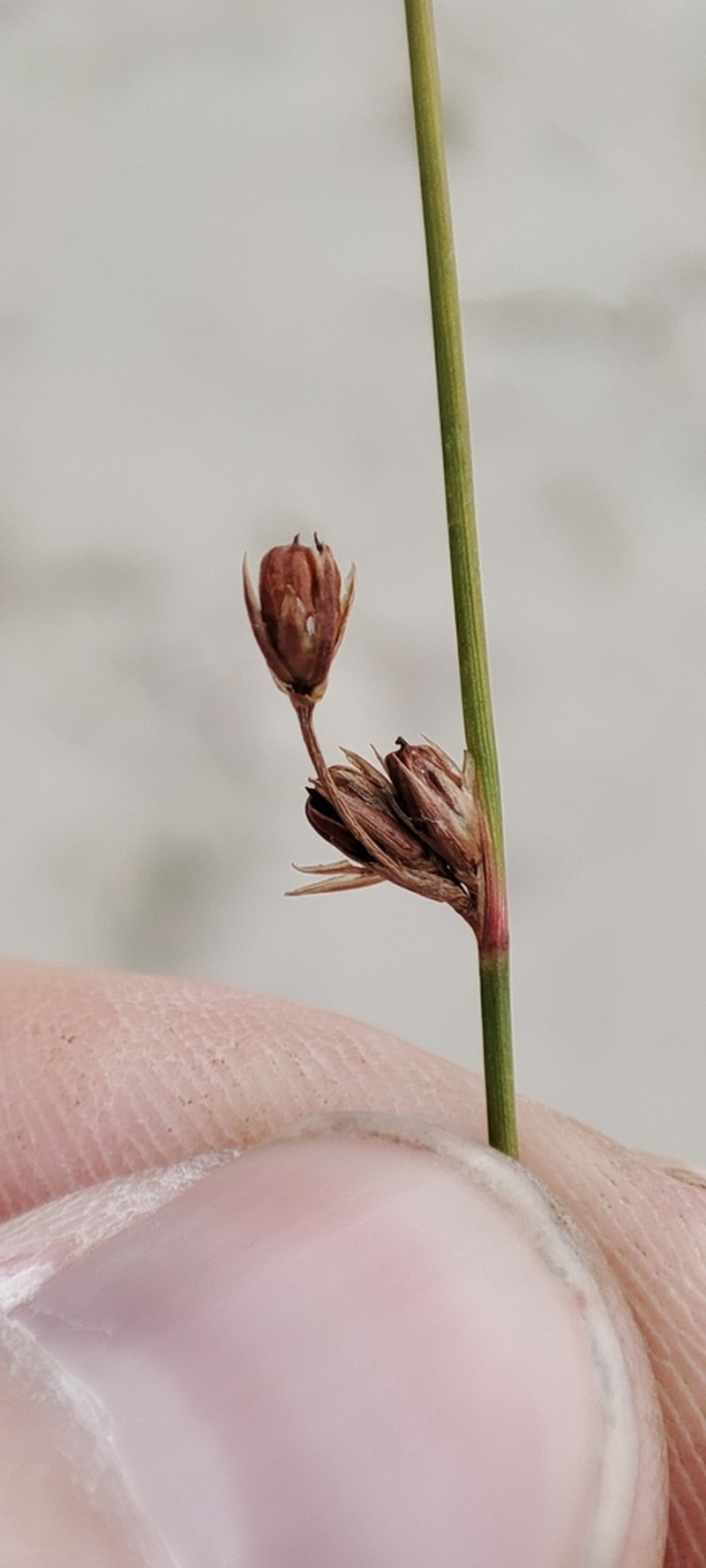 Juncus brachyspathus photo 3