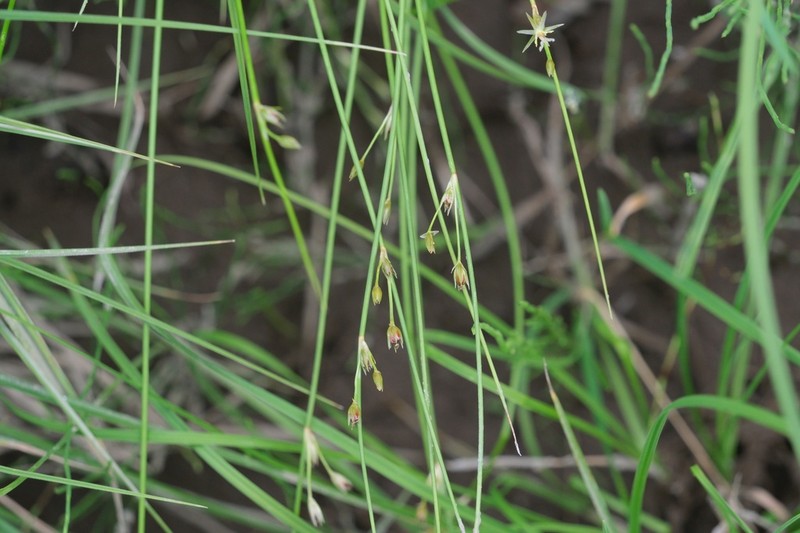 Juncus brachyspathus photo 4