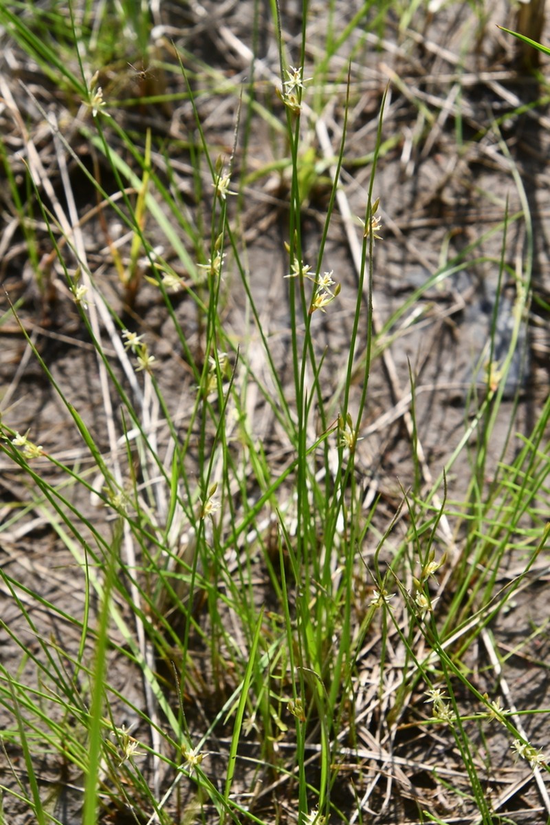 Juncus brachyspathus photo 5