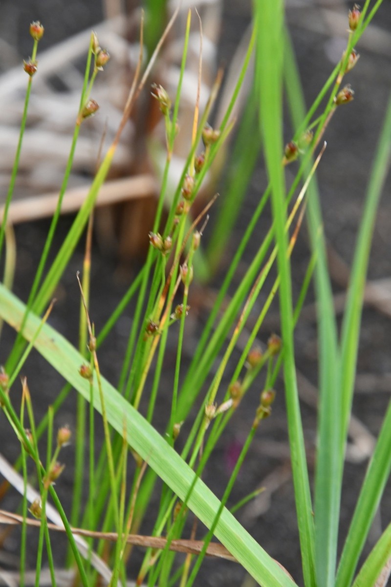 Juncus brachyspathus photo 6