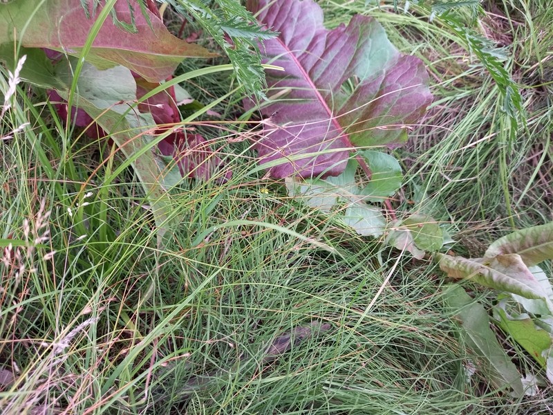 Juncus brachyspathus photo 7